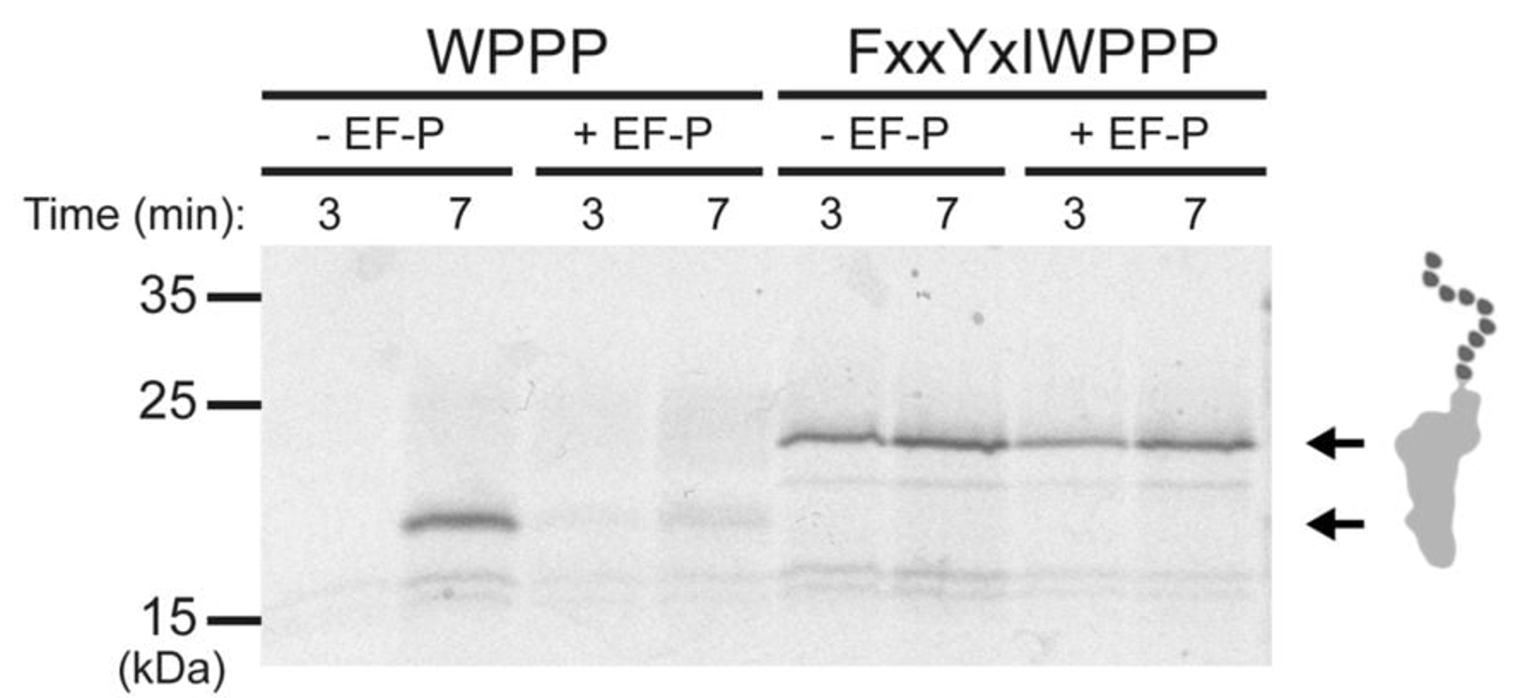 Figure from Woolstenhulme et al., PNAS 2013