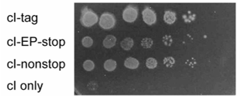 Additional figure, Woolstenhulme et al., PNAS 2013