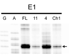 Additional figure, Woolstenhulme et al., PNAS 2013