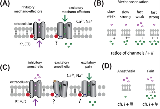 Figure from Petersen et al., BBA Biomembranes 2020