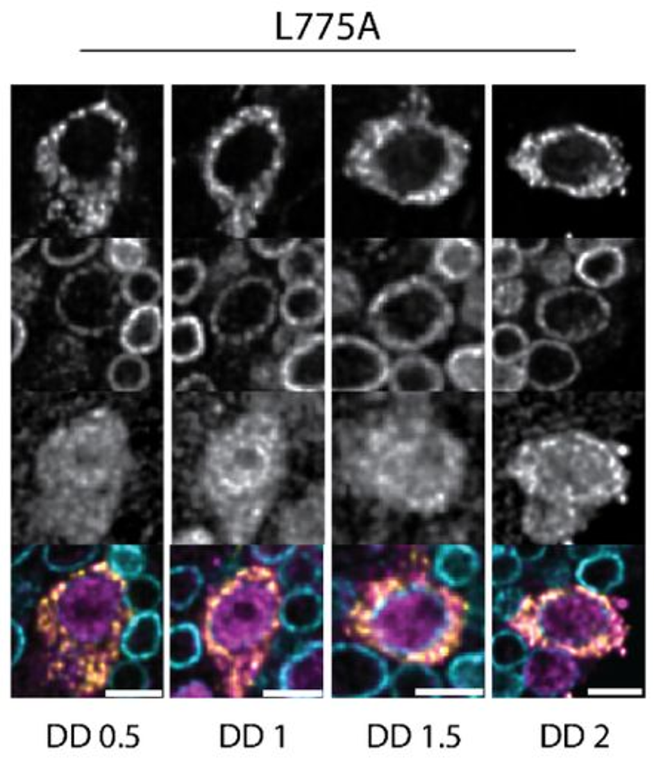 Additional figure, Petersen et al., bioRxiv 2025