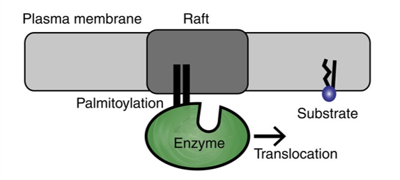 Additional figure, Petersen et al., Nature Communications 2016